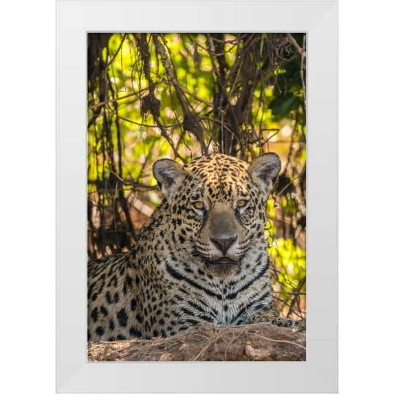 Jaynes Gallery 13x18 White Modern Wood Framed Museum Art Print Titled - Brazil-Pantanal Close-up of jaguar
