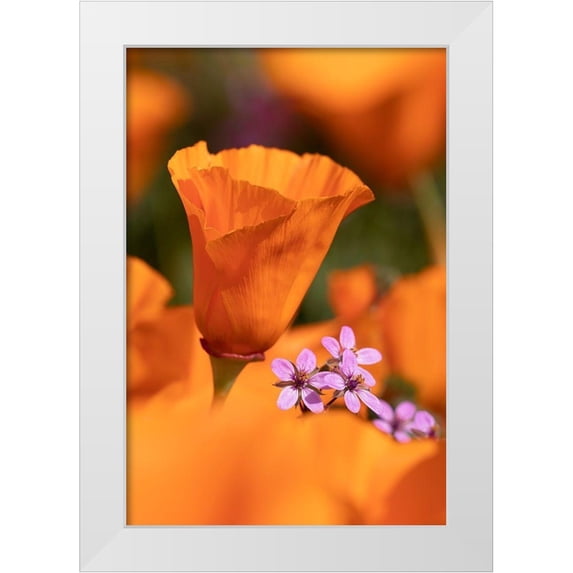Jaynes Gallery 13x18 White Modern Wood Framed Museum Art Print Titled - California Close-up of California poppy
