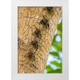 thumbnail image 1 of Jaynes Gallery 13x18 White Modern Wood Framed Museum Art Print Titled - Caribbean-Trinidad-Caroni Swamp Bats lined up on tree, 1 of 4