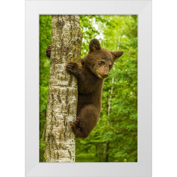 Jaynes Gallery 13x18 White Modern Wood Framed Museum Art Print Titled - Minnesota-Pine County Black bear cub climbing tree