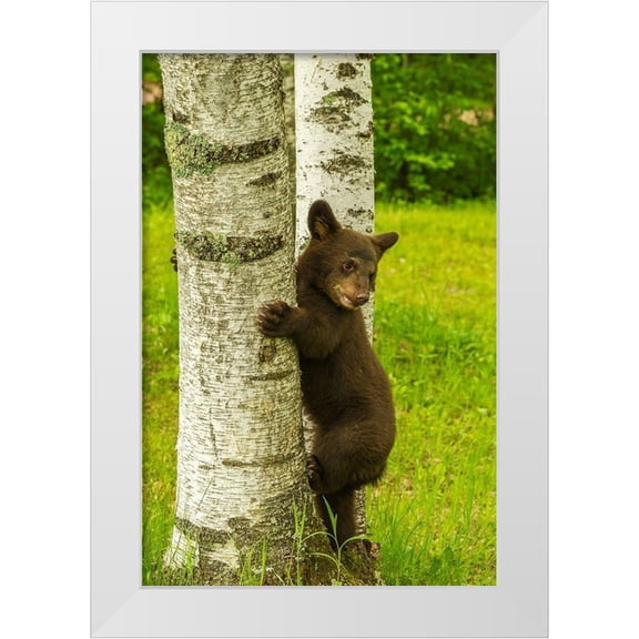 Jaynes Gallery 13x18 White Modern Wood Framed Museum Art Print Titled - Minnesota-black bear cub climbing tree-captive
