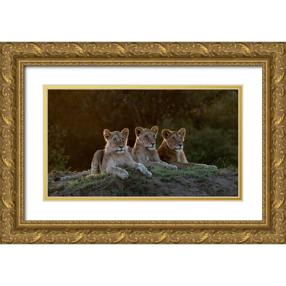 Jaynes Gallery 14x10 Gold Ornate Wood Framed with Double Matting Museum Art Print Titled - Africa-Kenya-Maasai Mara National Reserve Three resting lions