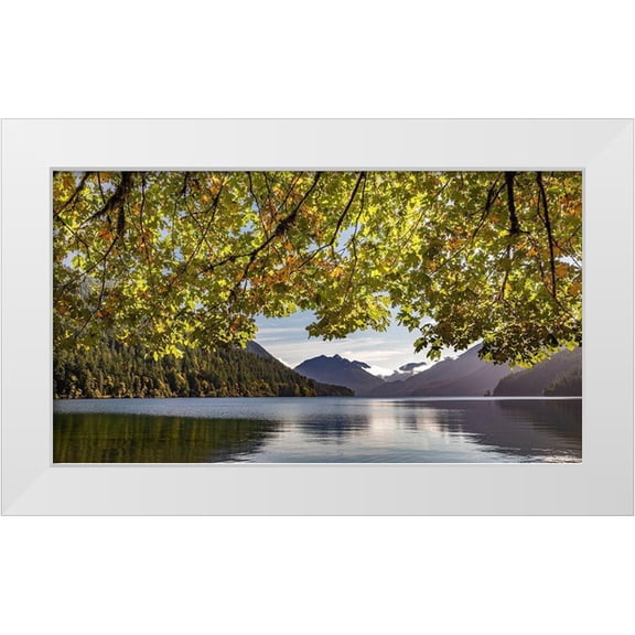 Jaynes Gallery 14x10 White Modern Wood Framed Museum Art Print Titled - Washington State-Olympic National Park Bigleaf maple tree and lake