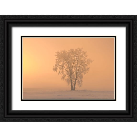 Jaynes Gallery 14x11 Black Ornate Wood Framed with Double Matting Museum Art Print Titled - Canada-Manitoba-Dugald Hoarfrost covered cottonwood tree in fog at sunrise