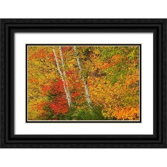Jaynes Gallery 14x11 Black Ornate Wood Framed with Double Matting Museum Art Print Titled - Canada-Quebec-La Mauricie National Park Autumn forest colors