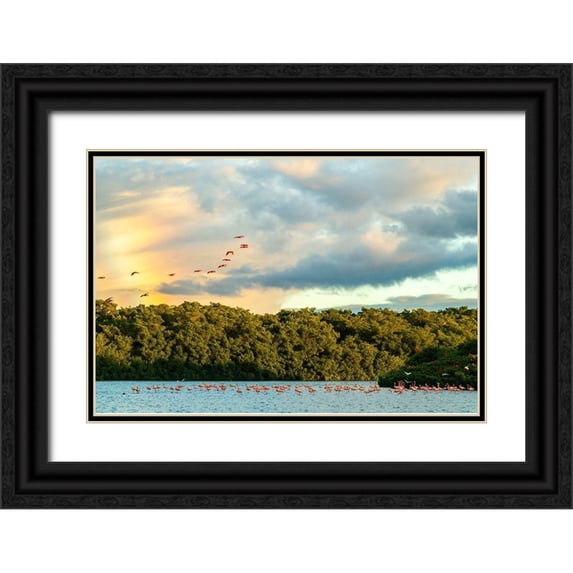 Jaynes Gallery 14x11 Black Ornate Wood Framed with Double Matting Museum Art Print Titled - Caribbean-Trinidad-Caroni Swamp Scarlet ibis birds in flight and flamingos in water