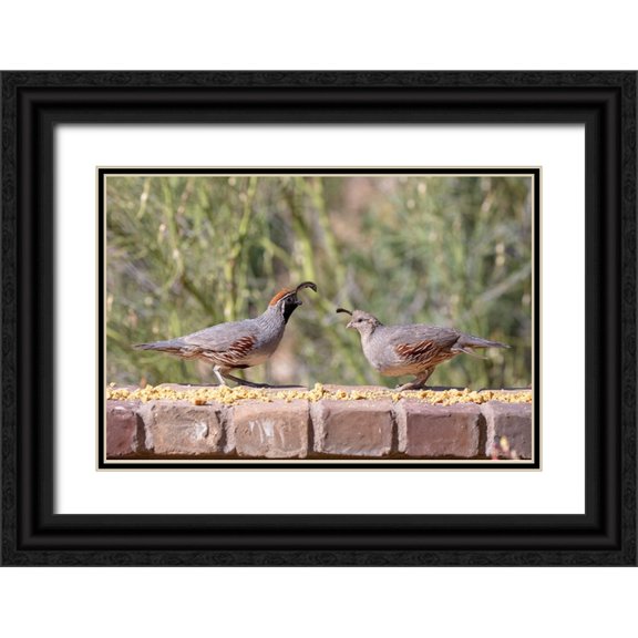 Jaynes Gallery 14x11 Black Ornate Wood Framed with Double Matting Museum Art Print Titled - USA-Arizona-Buckeye-Pair of Gambels quail feeding on brick wall