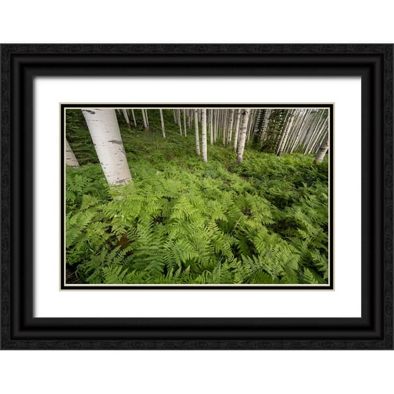Jaynes Gallery 14x11 Black Ornate Wood Framed with Double Matting Museum Art Print Titled - USA-Colorado-Gunnison National Forest Aspen trees and western bracken ferns in forest
