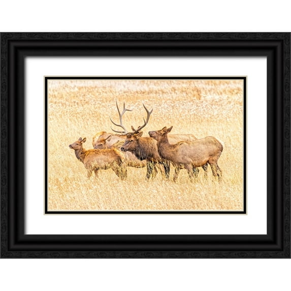 Jaynes Gallery 14x11 Black Ornate Wood Framed with Double Matting Museum Art Print Titled - USA-Colorado-Rocky Mountain National Park North American elk male and females in mating season