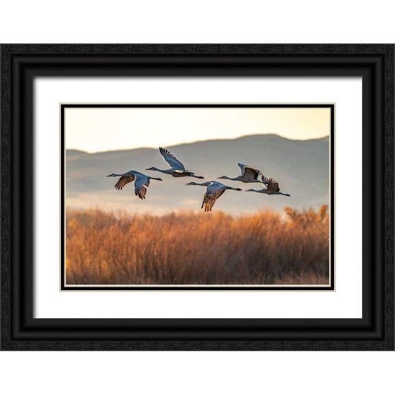Jaynes Gallery 14x11 Black Ornate Wood Framed with Double Matting Museum Art Print Titled - USA-New Mexico-Bosque Del Apache National Wildlife Refuge-Sandhill cranes flying in early morning