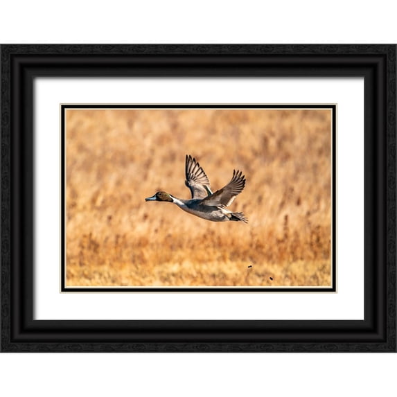 Jaynes Gallery 14x11 Black Ornate Wood Framed with Double Matting Museum Art Print Titled - USA-New Mexico-Bosque del Apache National Wildlife Refuge-Pintail duck drake in flight
