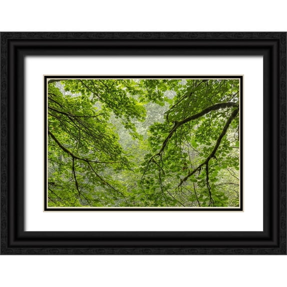 Jaynes Gallery 14x11 Black Ornate Wood Framed with Double Matting Museum Art Print Titled - USA-Washington State-Seabeck Bigleaf maple trees in Anderson Landing County Park