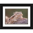 thumbnail image 1 of Jaynes Gallery 14x11 Black Ornate Wood Framed with Double Matting Museum Art Print Titled - Arizona-Santa Cruz County Regal horned lizard on rock, 1 of 4