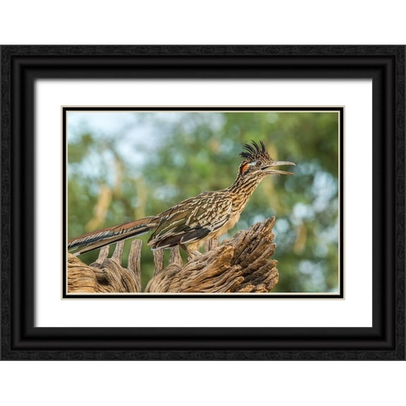 Jaynes Gallery 14x11 Black Ornate Wood Framed with Double Matting Museum Art Print Titled - Arizona-Santa Cruz County Roadrunner on stump