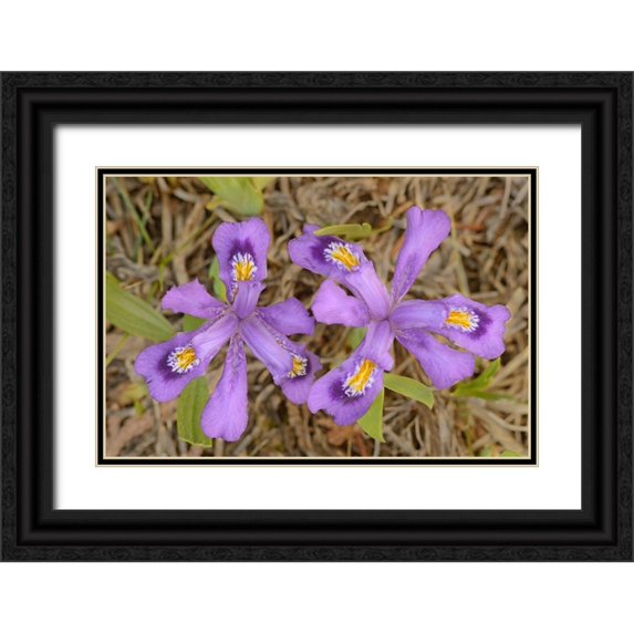 Jaynes Gallery 14x11 Black Ornate Wood Framed with Double Matting Museum Art Print Titled - Canada-Ontario-Tobermory Dwarf lake iris flower close-up