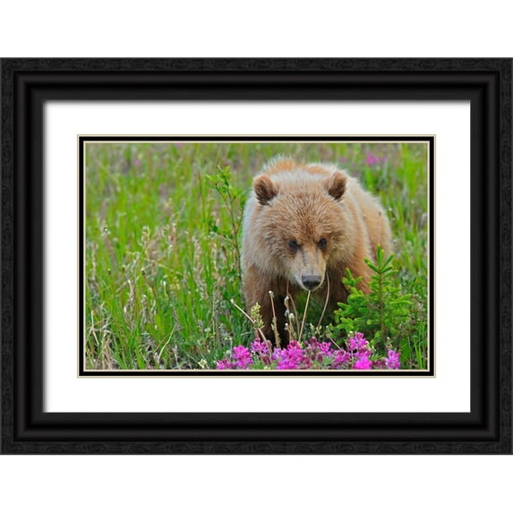 Jaynes Gallery 14x11 Black Ornate Wood Framed with Double Matting Museum Art Print Titled - Canada-Yukon Grizzly bear close-up