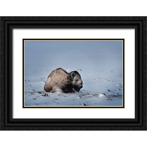 Jaynes Gallery 14x11 Black Ornate Wood Framed with Double Matting Museum Art Print Titled - Colorado Bison lies on snow-covered mountain pasture