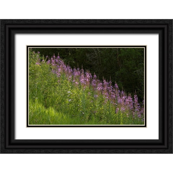 Jaynes Gallery 14x11 Black Ornate Wood Framed with Double Matting Museum Art Print Titled - USA-Colorado-Gunnison National Forest Fireweed flowers