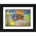 thumbnail image 1 of Jaynes Gallery 14x11 Black Ornate Wood Framed with Double Matting Museum Art Print Titled - USA-Colorado-Loveland Wild female turkey close-up, 1 of 4