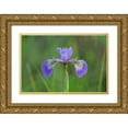 thumbnail image 1 of Jaynes Gallery 14x11 Gold Ornate Wood Framed with Double Matting Museum Art Print Titled - Canada-Manitoba-Whiteshell Provincial Park Blue flag iris in field, 1 of 4