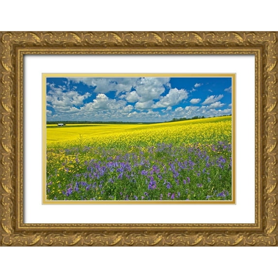 Jaynes Gallery 14x11 Gold Ornate Wood Framed with Double Matting Museum Art Print Titled - Canada-Ontario-New Liskeard Canola crop and wild vetch flowers in bloom