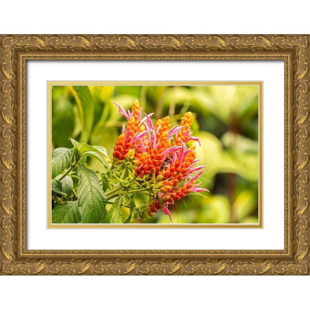 Gallery Detail: Jaynes Gallery 14X11 Gold Ornate Wood Framed With Double Matting