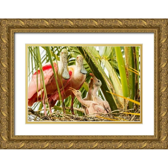 Jaynes Gallery 14x11 Gold Ornate Wood Framed with Double Matting Museum Art Print Titled - Florida-Anastasia Island-Alligator Farm Roseate spoonbill chick and parents on nest