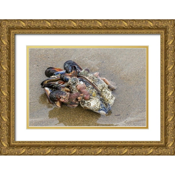 Jaynes Gallery 14x11 Gold Ornate Wood Framed with Double Matting Museum Art Print Titled - Oregon-Bandon Beach Clump of mollusk and other shells on beach