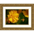 thumbnail image 1 of Jaynes Gallery 14x11 Gold Ornate Wood Framed with Double Matting Museum Art Print Titled - USA-Colorado-Fort Collins Honey bee flying near yellow flower, 1 of 4