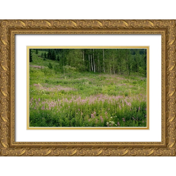 Jaynes Gallery 14x11 Gold Ornate Wood Framed with Double Matting Museum Art Print Titled - USA-Colorado-Gunnison National Forest Fireweed wildflowers and aspens in meadow