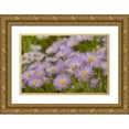 thumbnail image 1 of Jaynes Gallery 14x11 Gold Ornate Wood Framed with Double Matting Museum Art Print Titled - USA-Colorado-Gunnison National Forest Showy daisy flowers close-up, 1 of 4