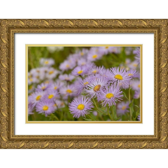 Jaynes Gallery 14x11 Gold Ornate Wood Framed with Double Matting Museum Art Print Titled - USA-Colorado-Gunnison National Forest Showy daisy flowers close-up