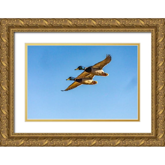 Jaynes Gallery 14x11 Gold Ornate Wood Framed with Double Matting Museum Art Print Titled - USA-New Mexico-Bosque del Apache National Wildlife Refuge-Mallard drakes in flight