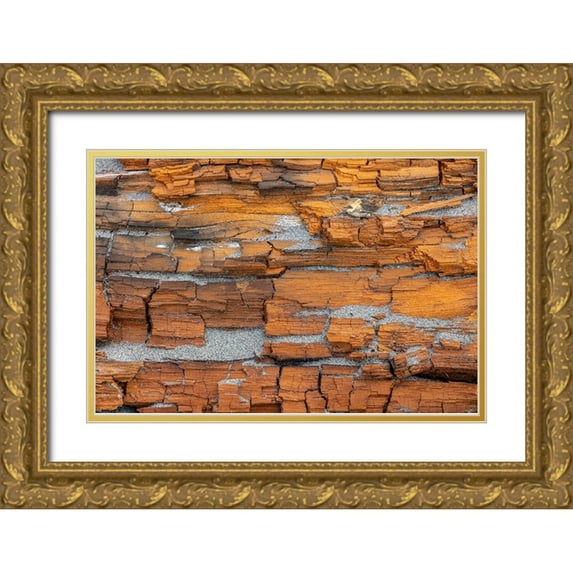 Jaynes Gallery 14x11 Gold Ornate Wood Framed with Double Matting Museum Art Print Titled - USA-Washington State-Fort Flagler State Park Crumbling driftwood close-up