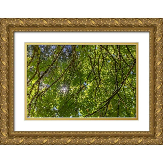 Jaynes Gallery 14x11 Gold Ornate Wood Framed with Double Matting Museum Art Print Titled - USA-Washington State-Seabeck Bigleaf maple trees in Anderson Landing County Park