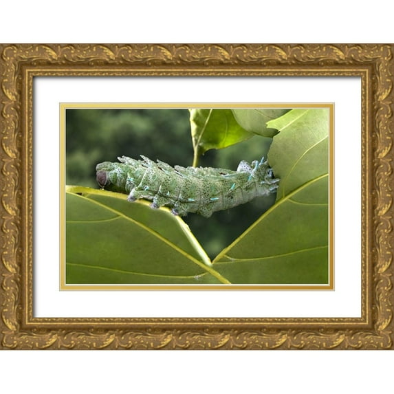 Jaynes Gallery 14x11 Gold Ornate Wood Framed with Double Matting Museum Art Print Titled - Indonesia-Bali Atlas moth caterpillar eating leaf