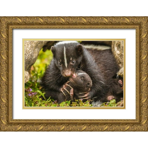 Jaynes Gallery 14x11 Gold Ornate Wood Framed with Double Matting Museum Art Print Titled - Minnesota-striped skunk-mother and kit in log-captive