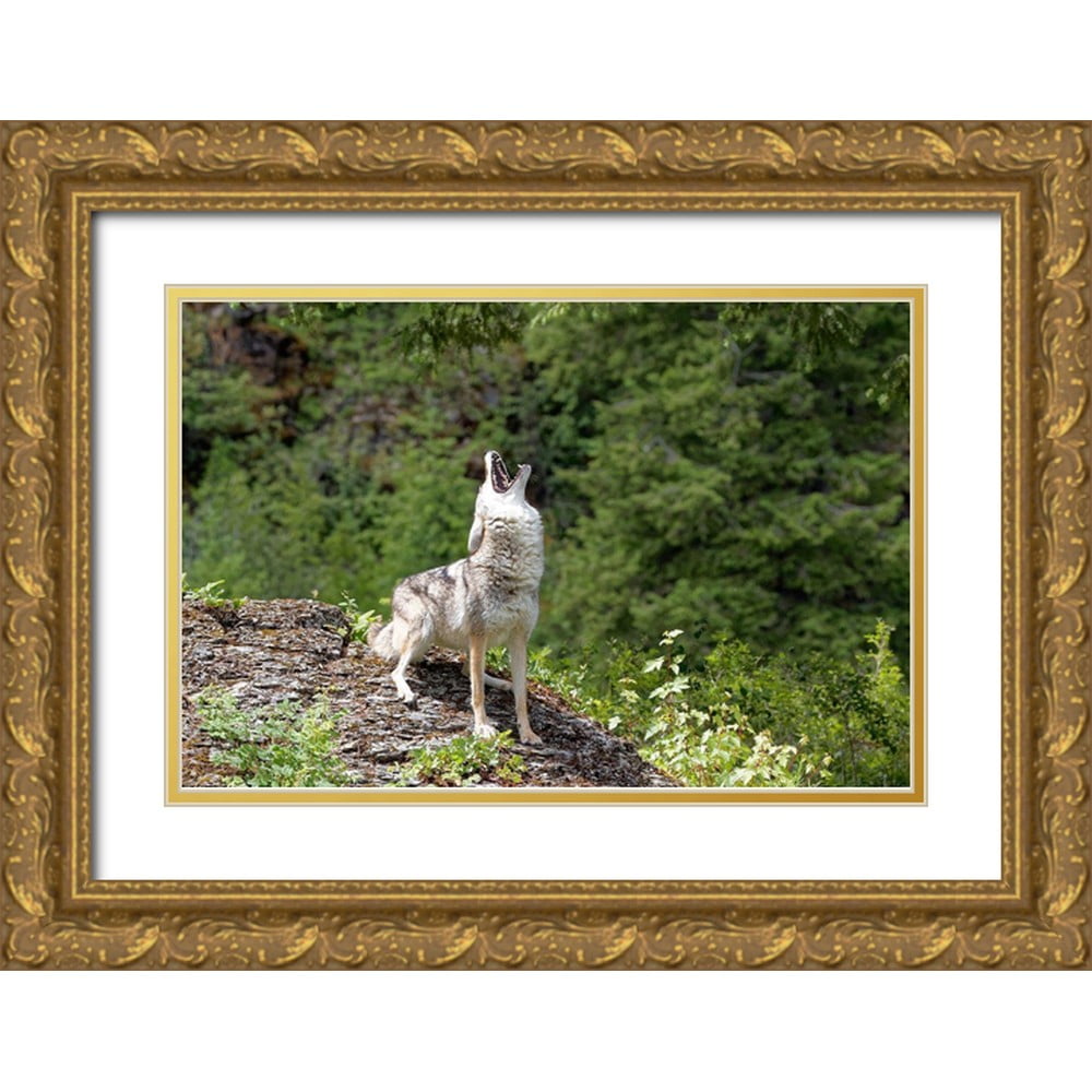 howling Archives - Montana Wild, image size:1000x1000