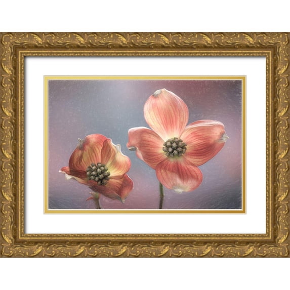 Jaynes Gallery 14x11 Gold Ornate Wood Framed with Double Matting Museum Art Print Titled - Washington State-Seabeck Close-up of dogwood blossoms