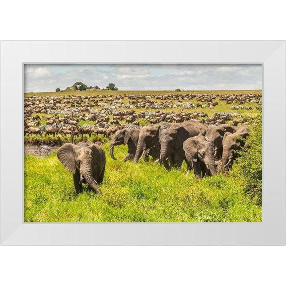 Jaynes Gallery 14x11 White Modern Wood Framed Museum Art Print Titled - Africa-Tanzania-Serengeti National Park Migration of zebras and wildebeests with elephant herd