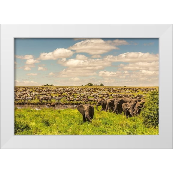Jaynes Gallery 14x11 White Modern Wood Framed Museum Art Print Titled - Africa-Tanzania-Serengeti National Park Migration of zebras and wildebeests with elephant herd