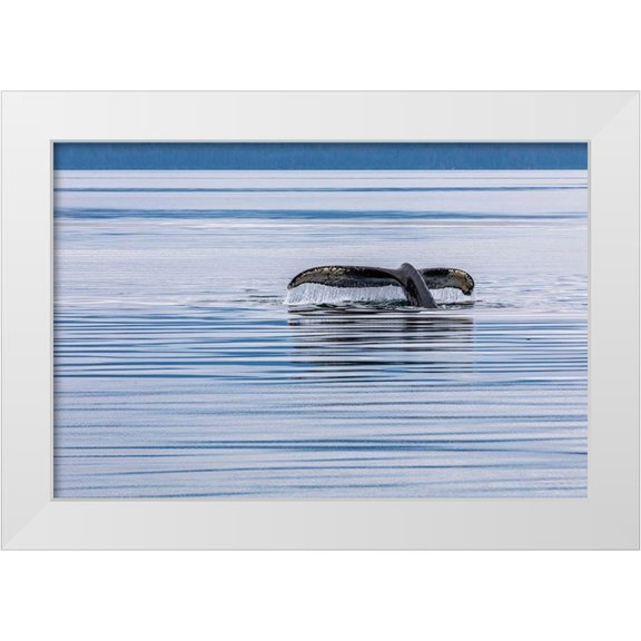 Jaynes Gallery 14x11 White Modern Wood Framed Museum Art Print Titled - Alaska-Chatham Strait Humpback whale diving
