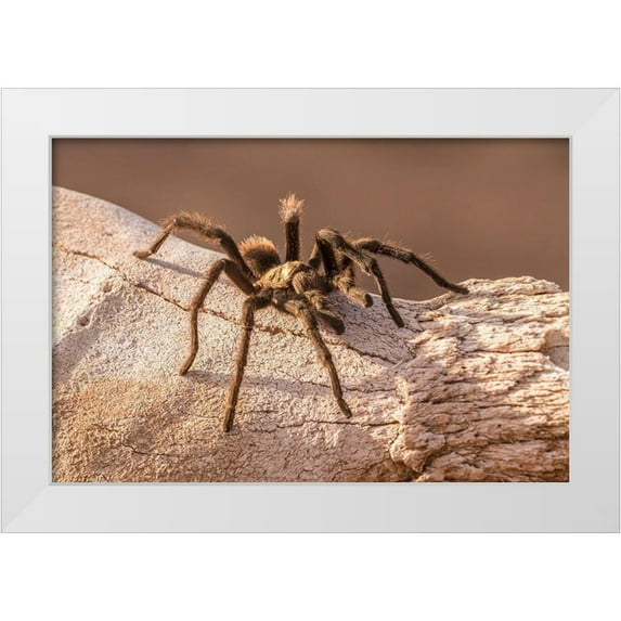 Jaynes Gallery 14x11 White Modern Wood Framed Museum Art Print Titled - Arizona-Santa Cruz County Close-up of tarantula