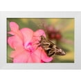 thumbnail image 1 of Jaynes Gallery 14x11 White Modern Wood Framed Museum Art Print Titled - Brazil-Iguazu Falls National Park Skipper butterfly feeding on flower, 1 of 4