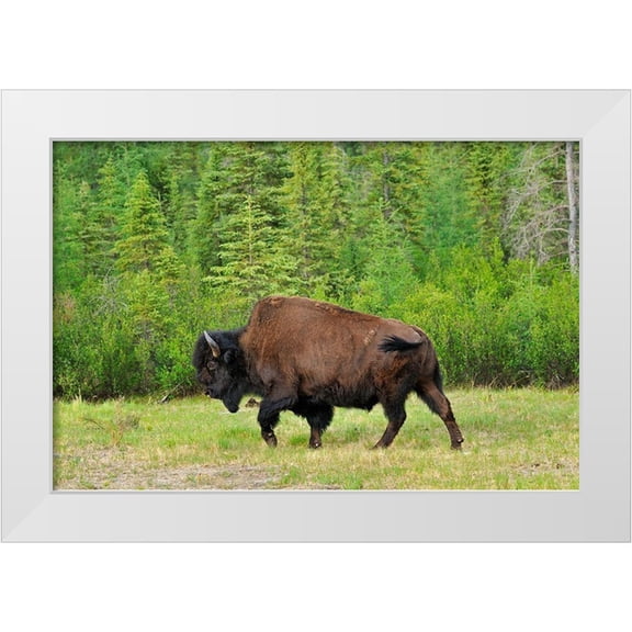 Jaynes Gallery 14x11 White Modern Wood Framed Museum Art Print Titled - Canada-British Columbia-Coal River Wood bison close-up