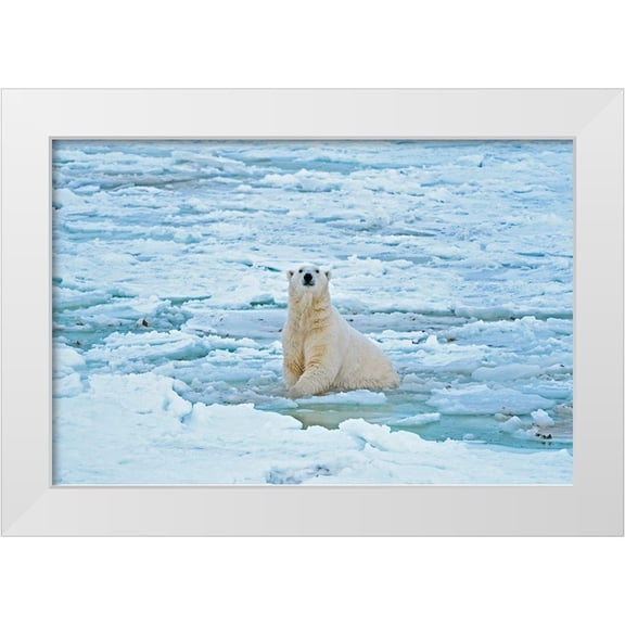 Jaynes Gallery 14x11 White Modern Wood Framed Museum Art Print Titled - Canada-Manitoba-Churchill Polar bear in icy water