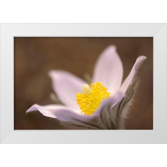 Jaynes Gallery 14x11 White Modern Wood Framed Museum Art Print Titled - Canada-Manitoba-Mars Hill Wildlife Management Area Detail of prairie crocus flower