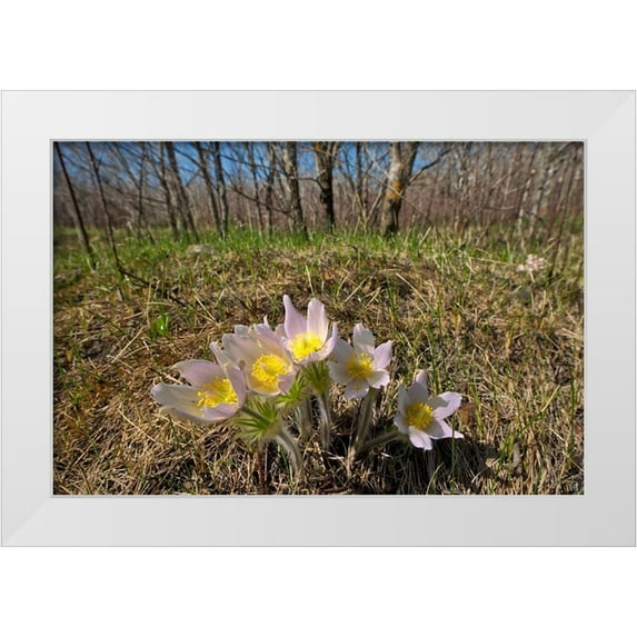 Jaynes Gallery 14x11 White Modern Wood Framed Museum Art Print Titled - Canada-Manitoba-Prairie crocus in spring