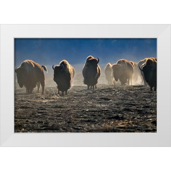 Jaynes Gallery 14x11 White Modern Wood Framed Museum Art Print Titled - Canada-Manitoba-Riding Mountain National Park Herd of American plains bison on burned prairie