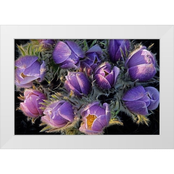 Jaynes Gallery 14x11 White Modern Wood Framed Museum Art Print Titled - Canada-Manitoba-Sandilands Provincial Forest Prairie crocus flowers close-up